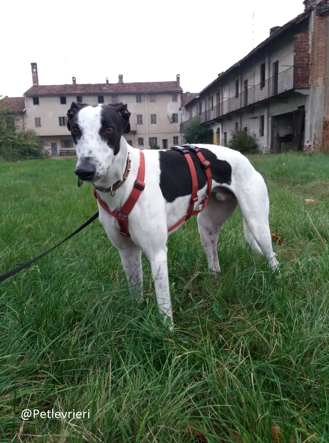 Bob petlevrieri adpzionelevreiri 2