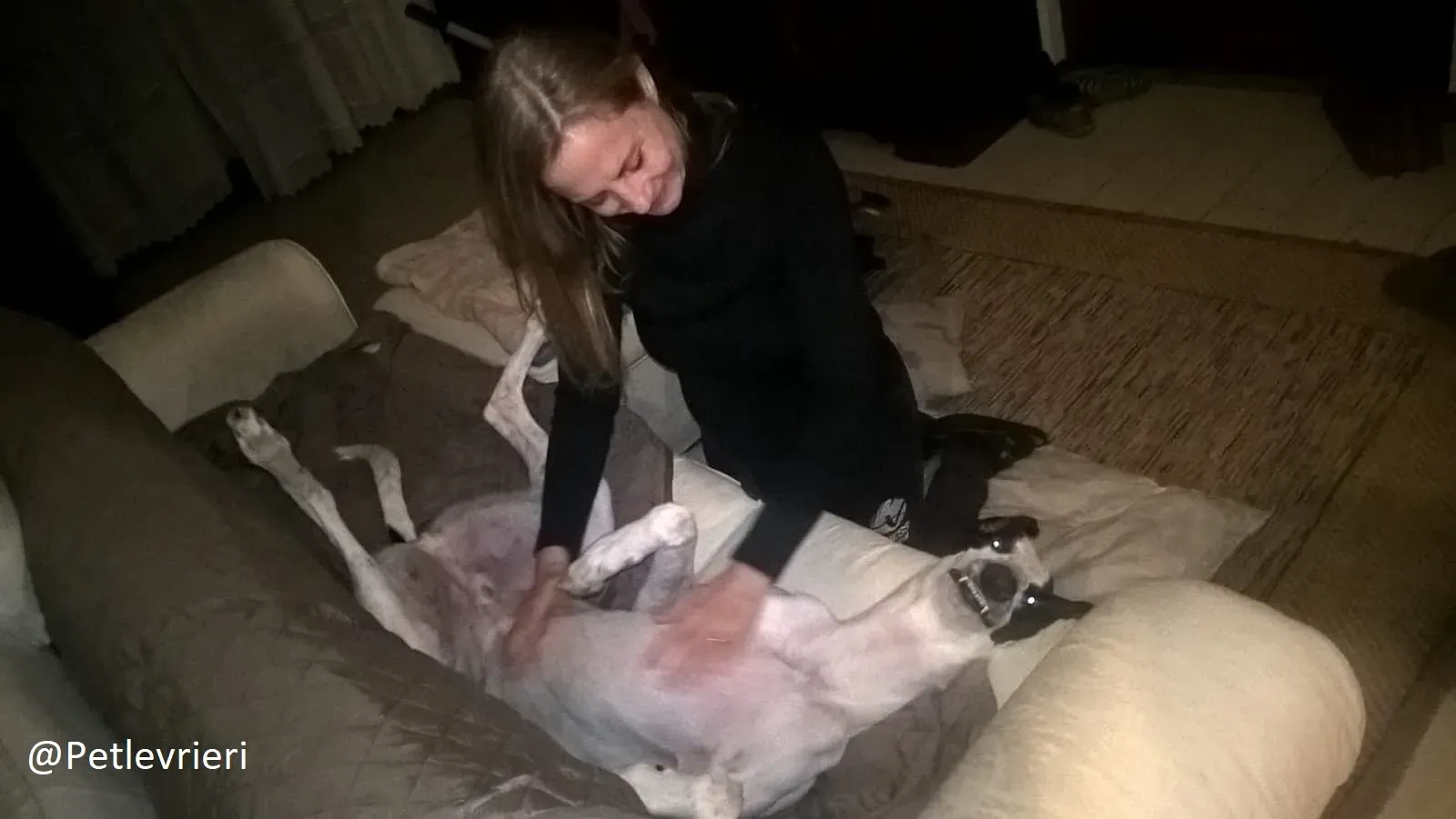 Bob petlevrieri adpzionelevreiri 3