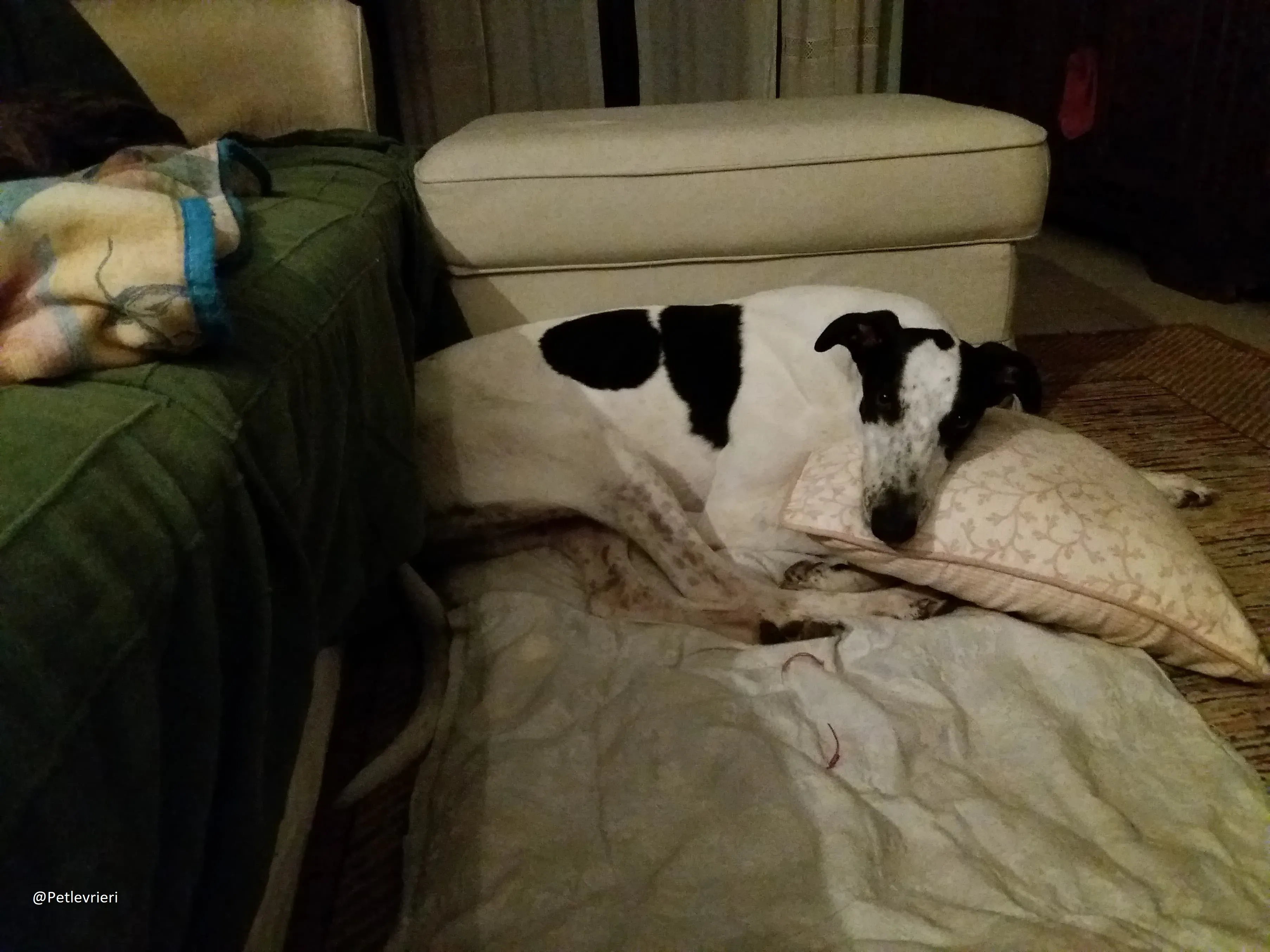 Bob petlevrieri adpzionelevreiri 4