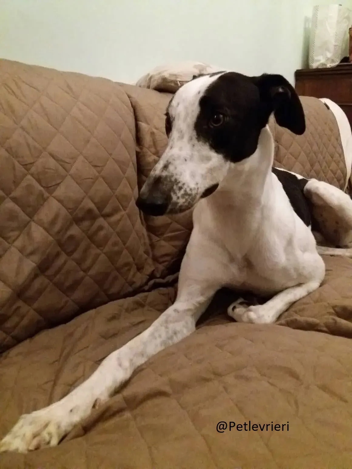 Bob petlevrieri adpzionelevreiri 5