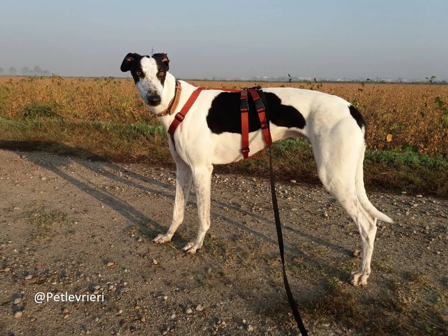 Bob petlevrieri adpzionelevreiri 6