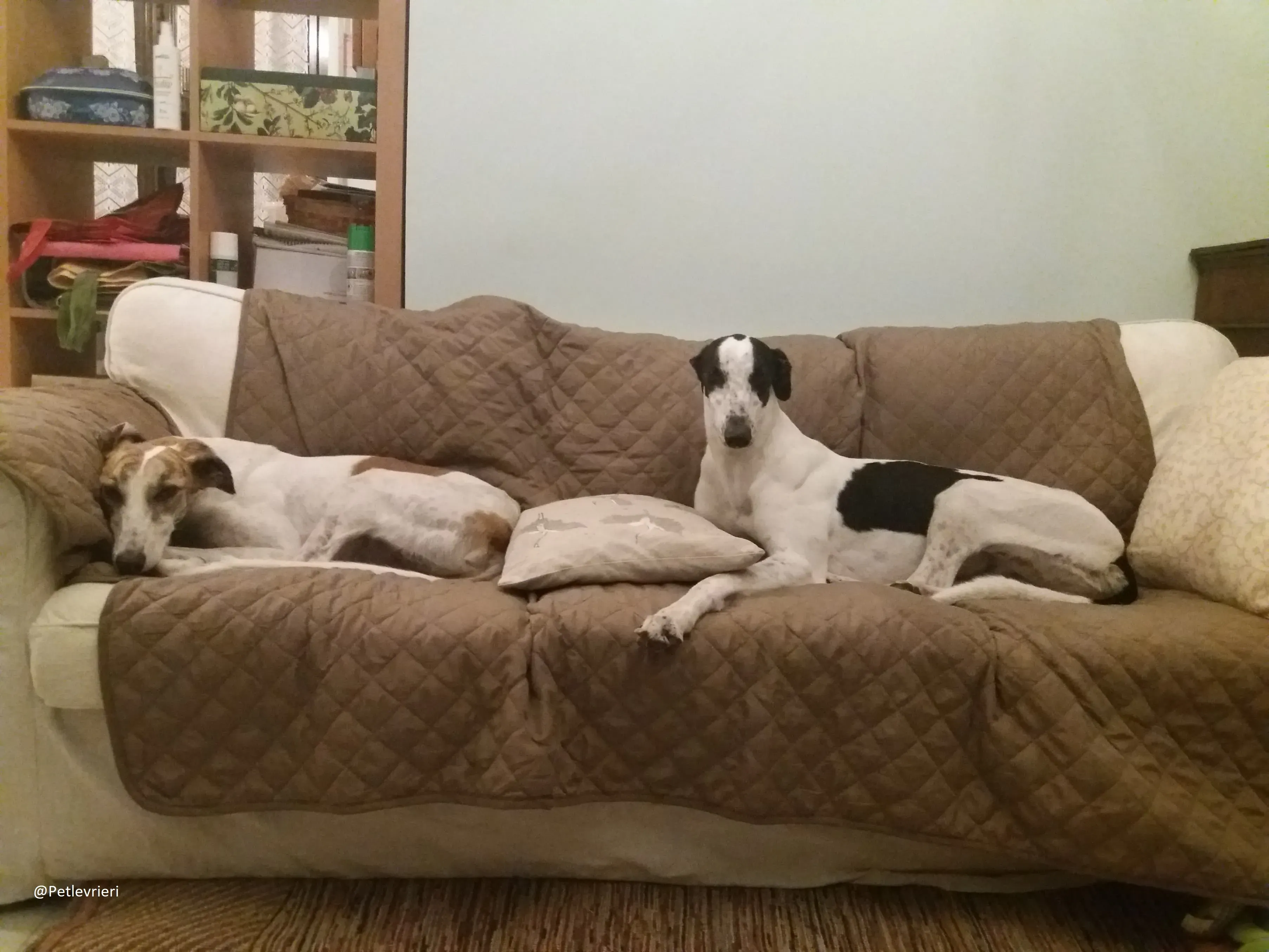 Bob petlevrieri adpzionelevreiri 7