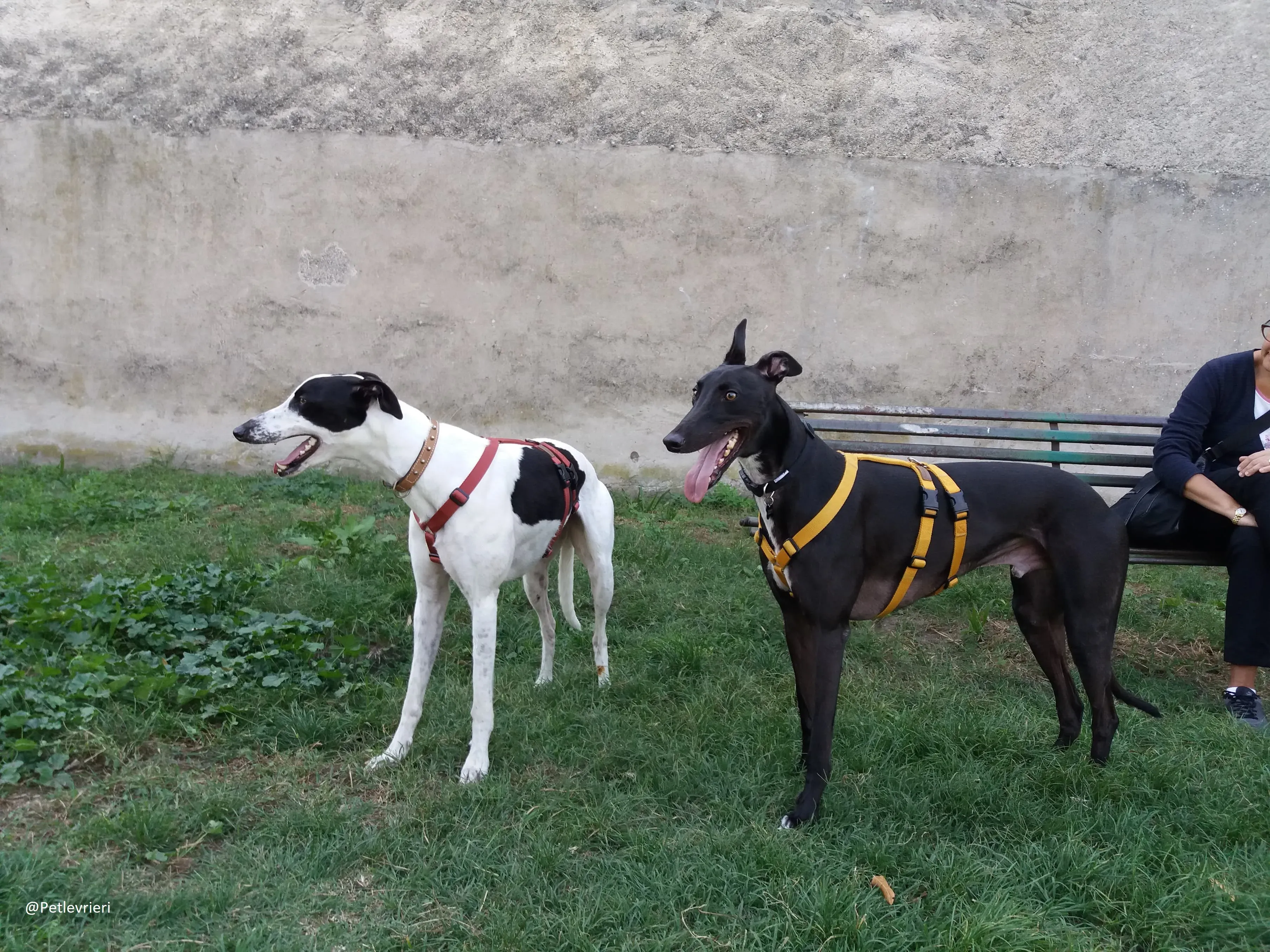 Bob petlevrieri adpzionelevreiri 8