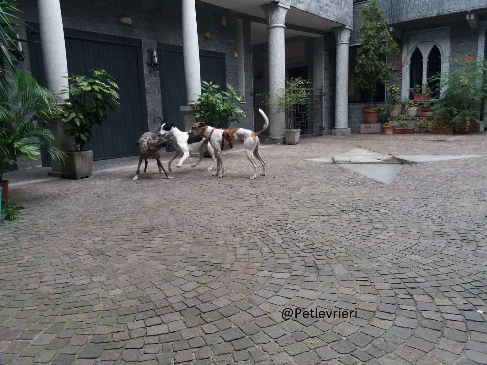 Bob petlevrieri adpzionelevreiri 9