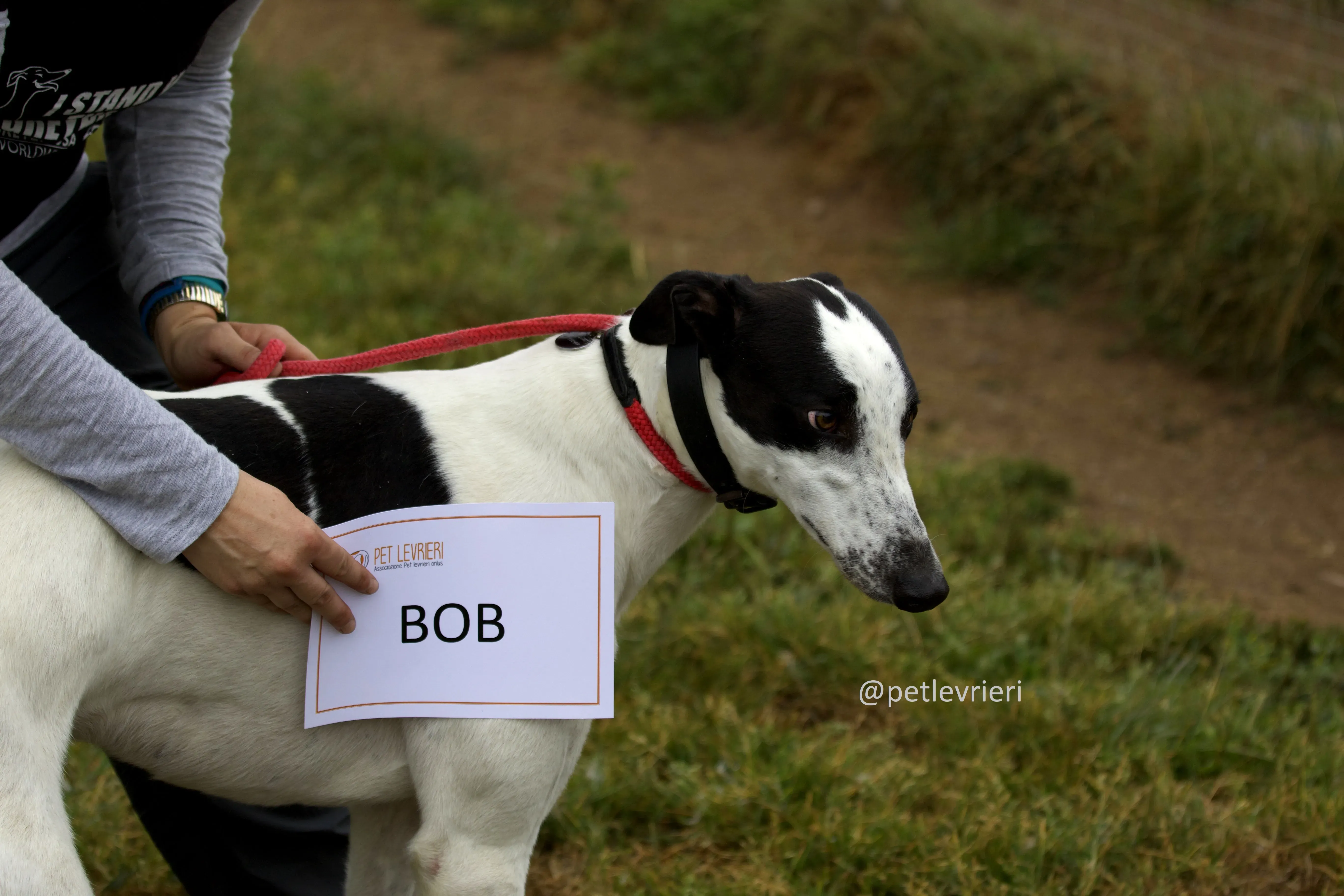 Bob 1