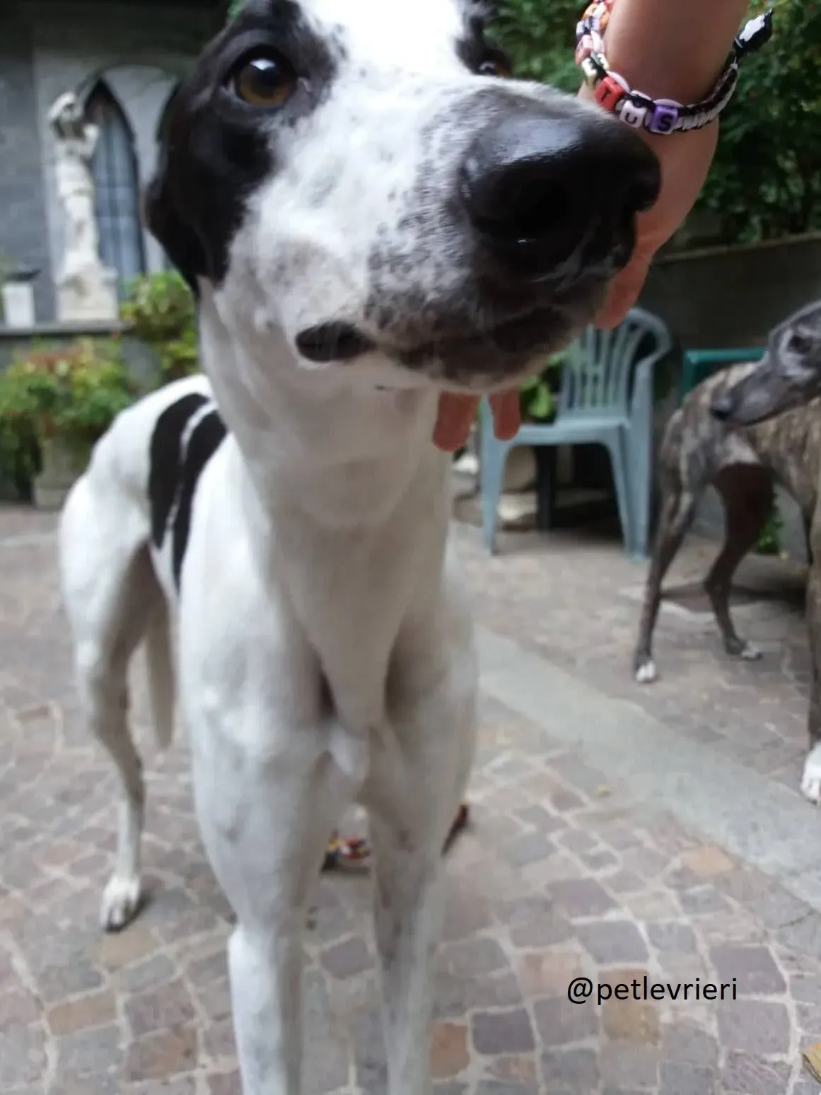 Bob Greyhound Adozionelevrieri fotse 00