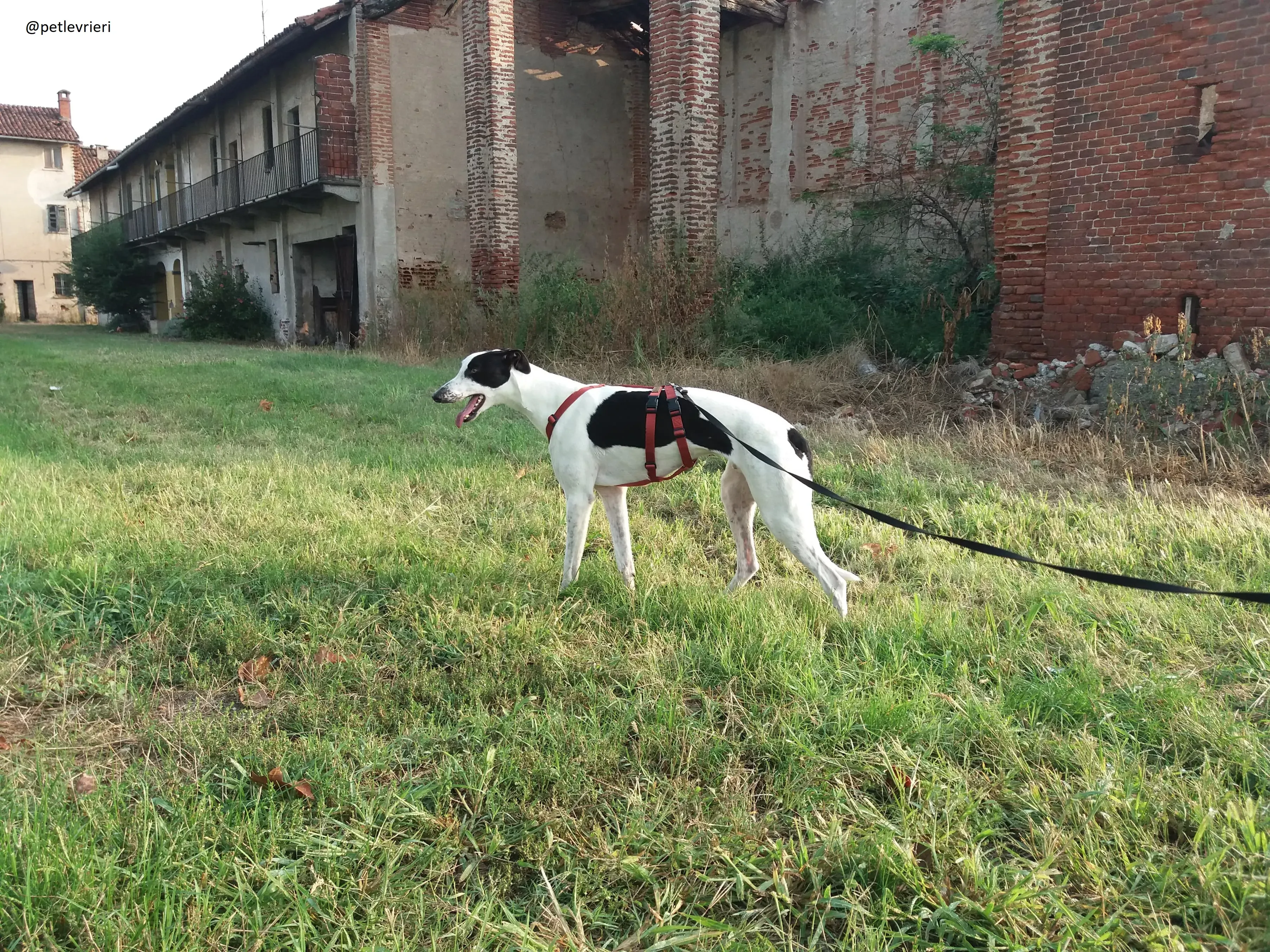 Bob Greyhound Adozionelevrieri fotse 01