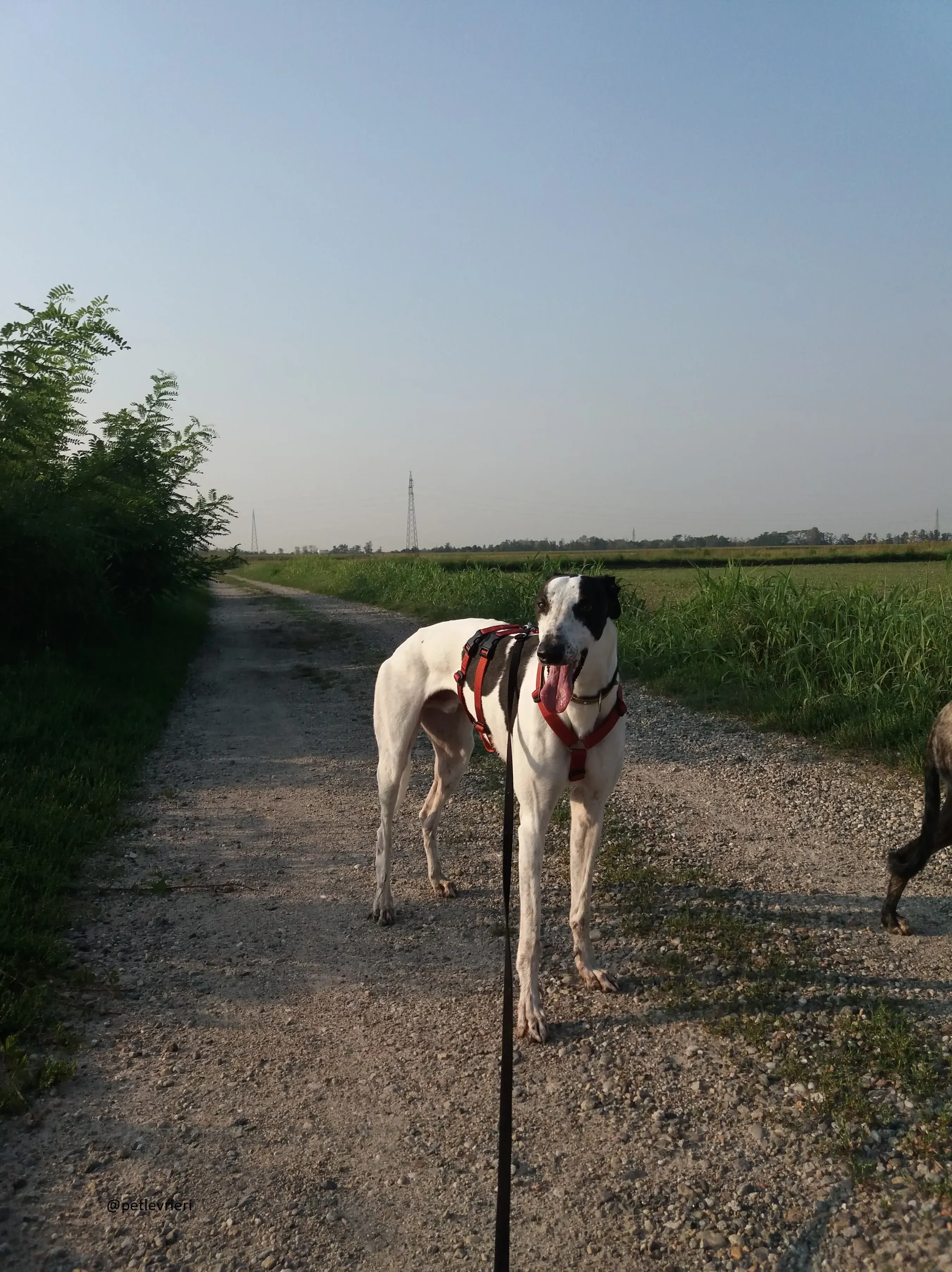 Bob Greyhound Adozionelevrieri fotse 02