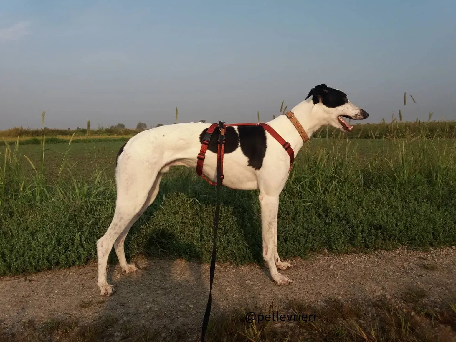 Bob Greyhound Adozionelevrieri fotse 03