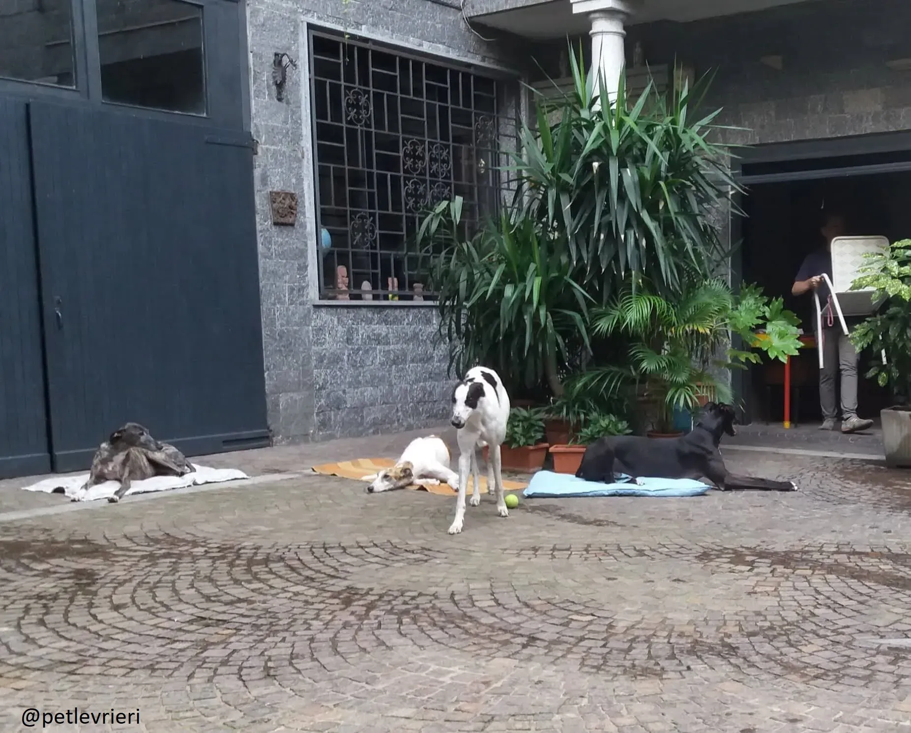 Bob Greyhound Adozionelevrieri fotse 05