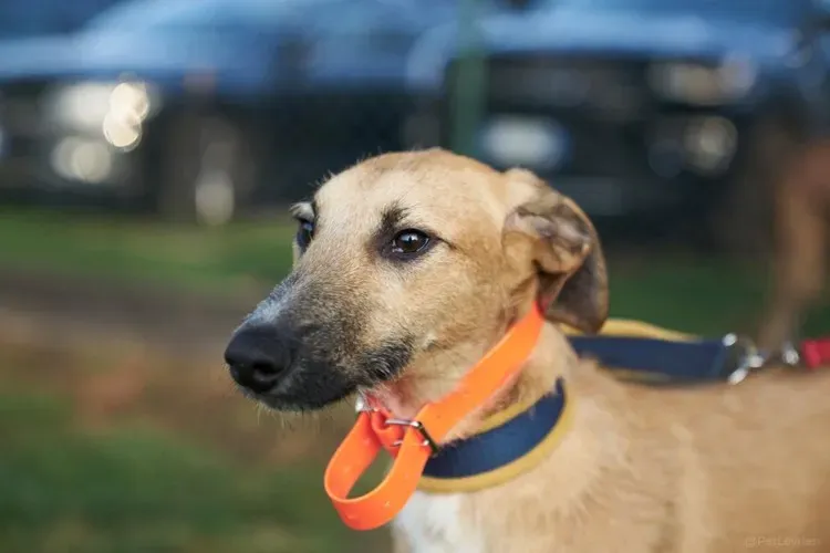 Bob lurcher ruvido adozione levrieri primo giorno italy 1