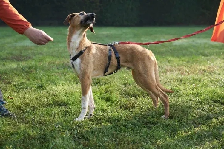 Bob lurcher ruvido adozione levrieri primo giorno italy 10