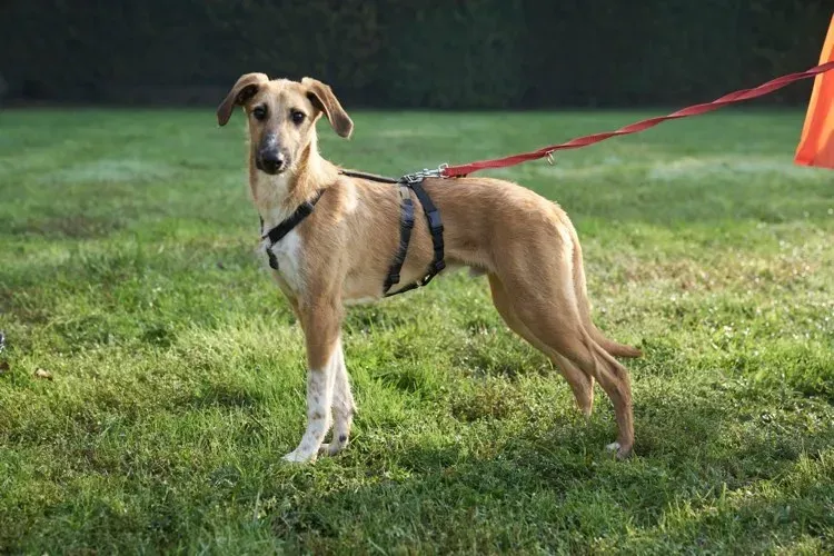 Bob lurcher ruvido adozione levrieri primo giorno italy 11