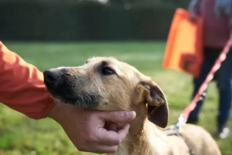 Bob lurcher ruvido adozione levrieri primo giorno italy 12