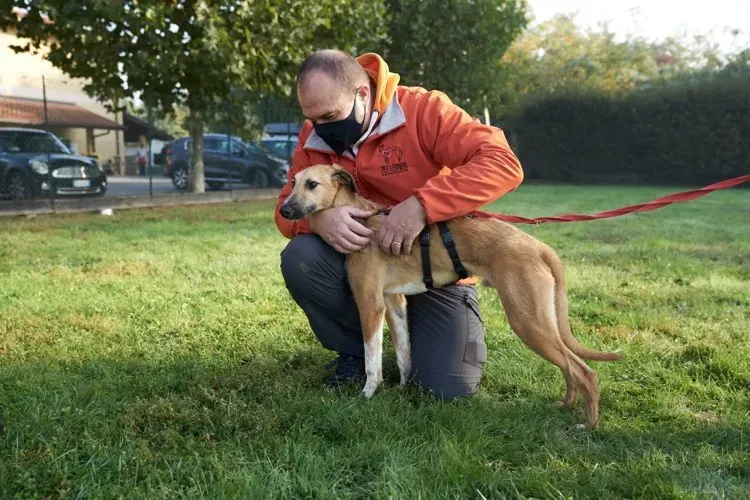 Bob lurcher ruvido adozione levrieri primo giorno italy 13