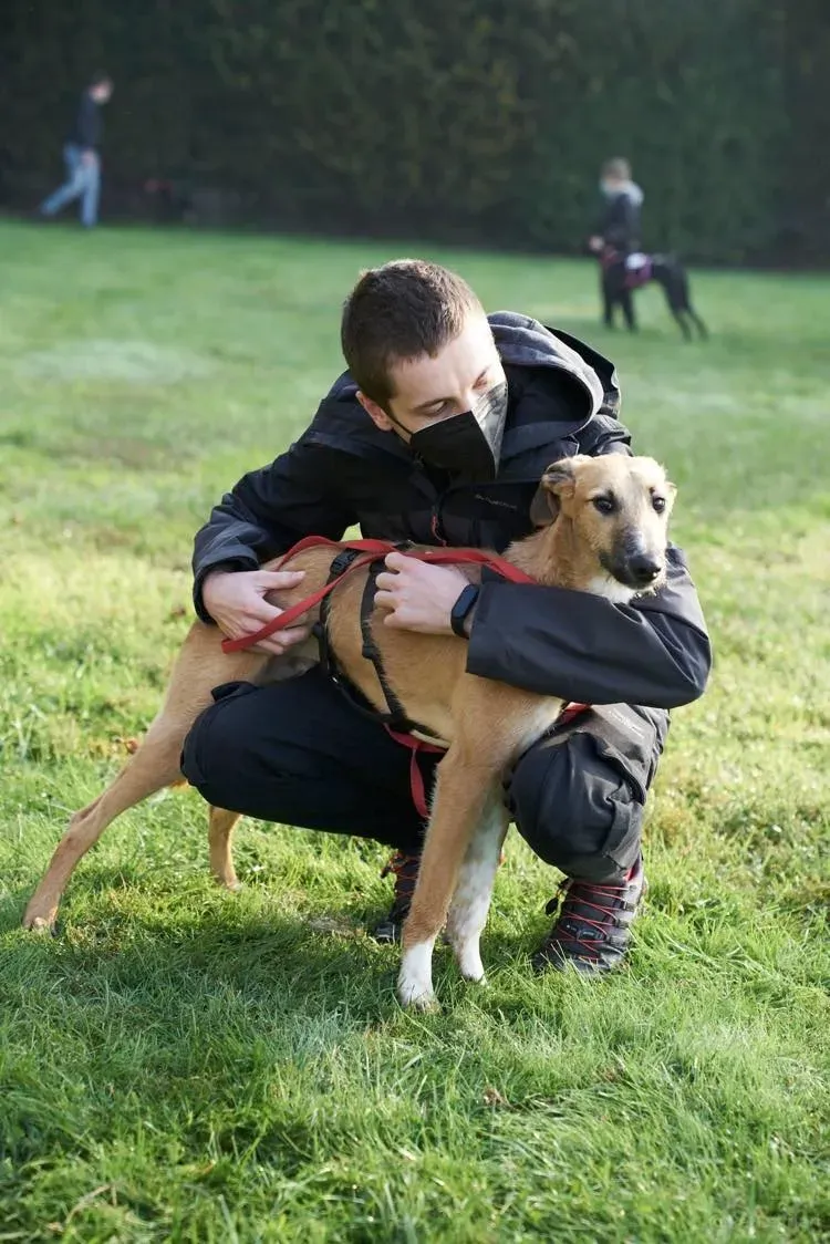 Bob lurcher ruvido adozione levrieri primo giorno italy 14