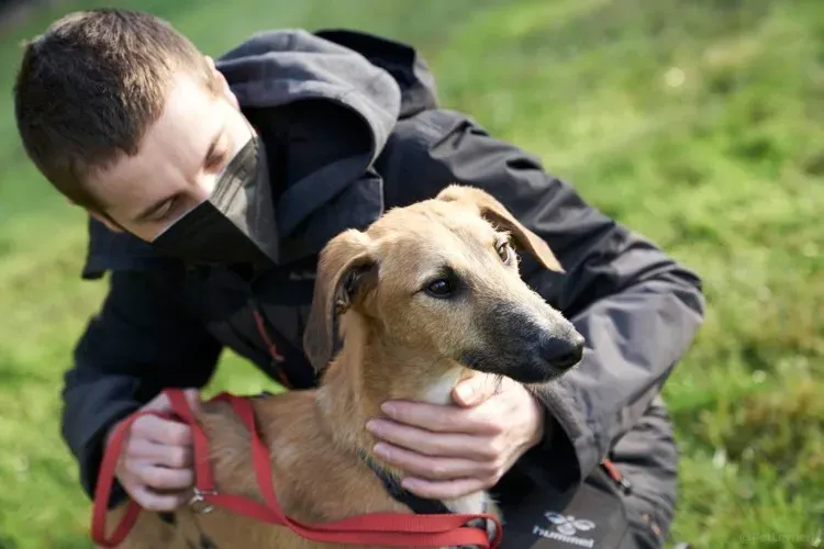 Bob lurcher ruvido adozione levrieri primo giorno italy 15