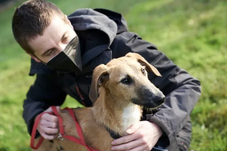 Bob lurcher ruvido adozione levrieri primo giorno italy 16