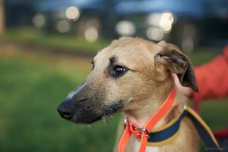 Bob lurcher ruvido adozione levrieri primo giorno italy 2