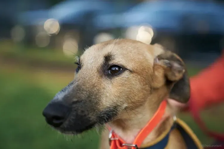 Bob lurcher ruvido adozione levrieri primo giorno italy 3