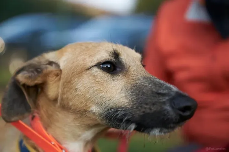 Bob lurcher ruvido adozione levrieri primo giorno italy 4