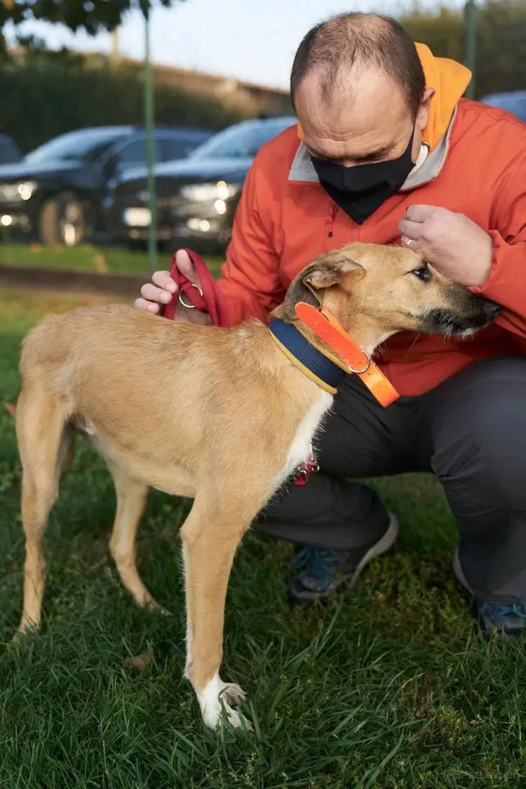 Bob lurcher ruvido adozione levrieri primo giorno italy 5