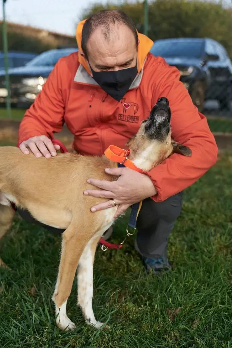 Bob lurcher ruvido adozione levrieri primo giorno italy 6