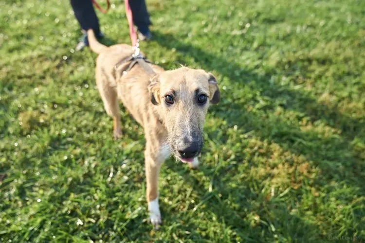 Bob lurcher ruvido adozione levrieri primo giorno italy 7