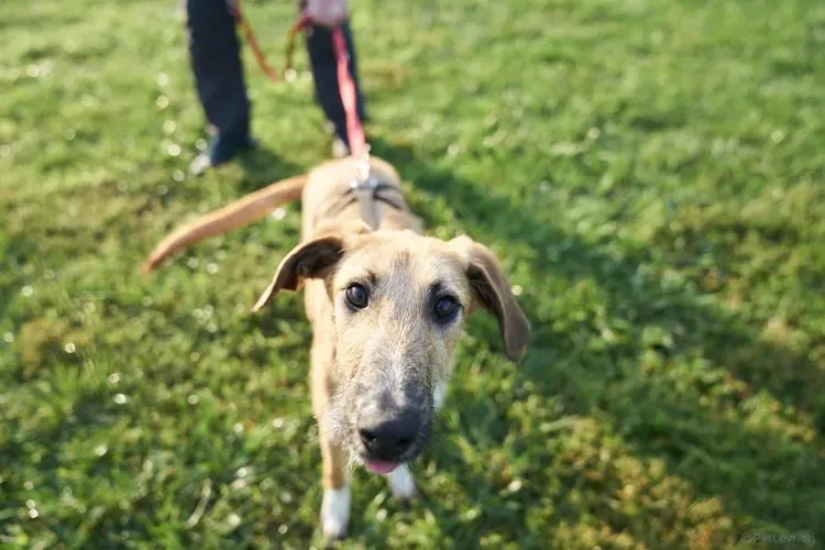 Bob lurcher ruvido adozione levrieri primo giorno italy 8