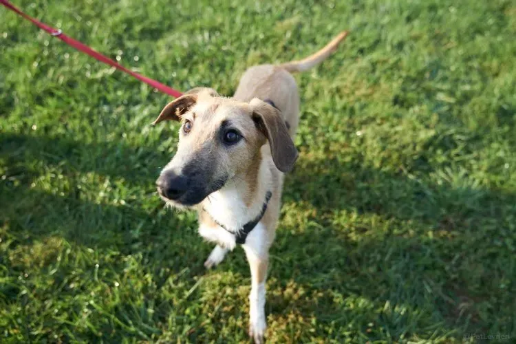 Bob lurcher ruvido adozione levrieri primo giorno italy 9