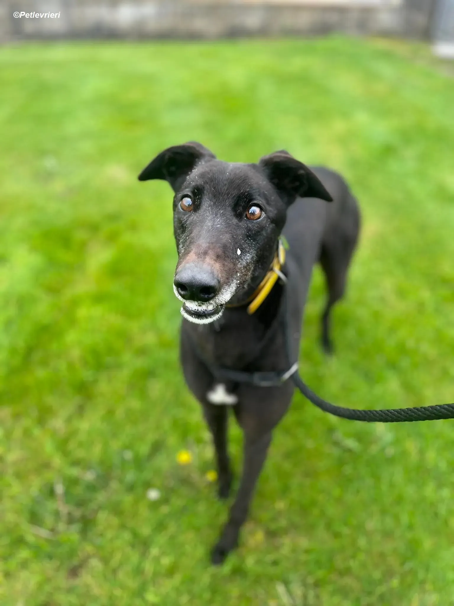 Bobby adozione levrieri greyhound 1 Copia