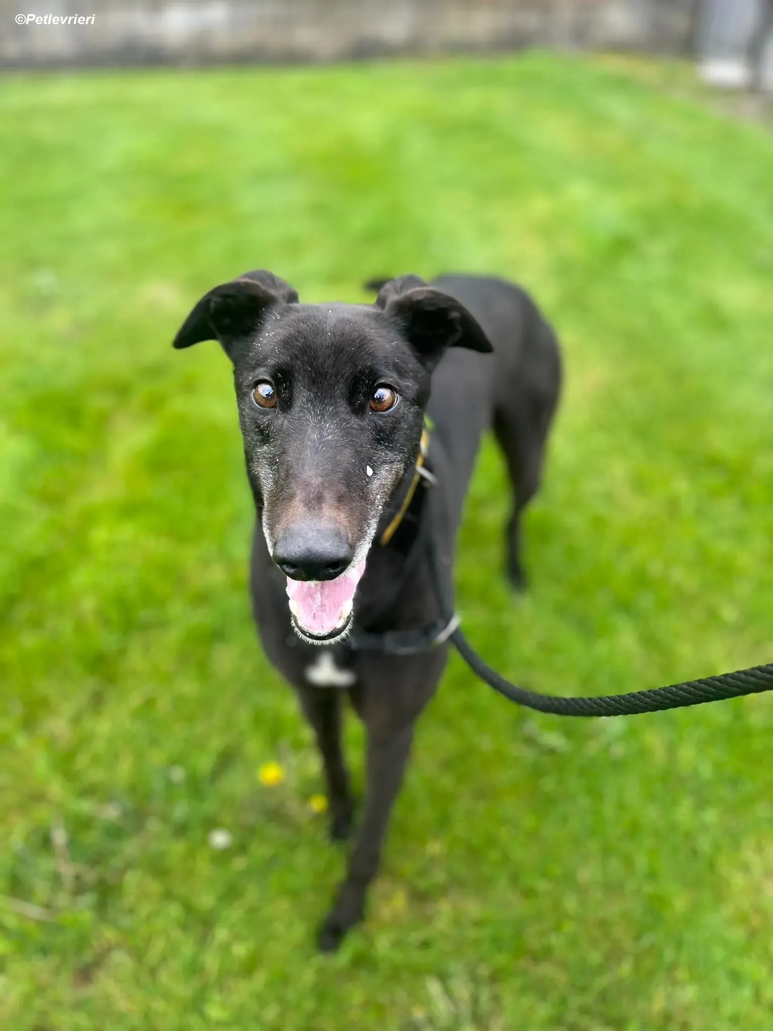 Bobby adozione levrieri greyhound 2 Copia