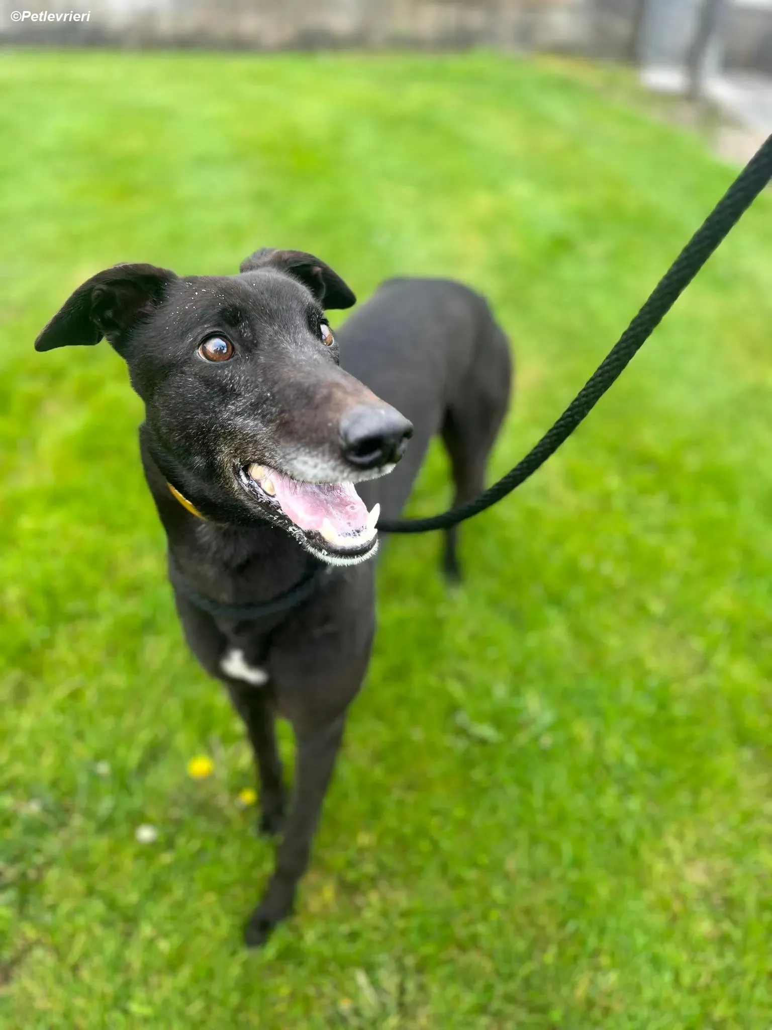 Bobby adozione levrieri greyhound 3 Copia