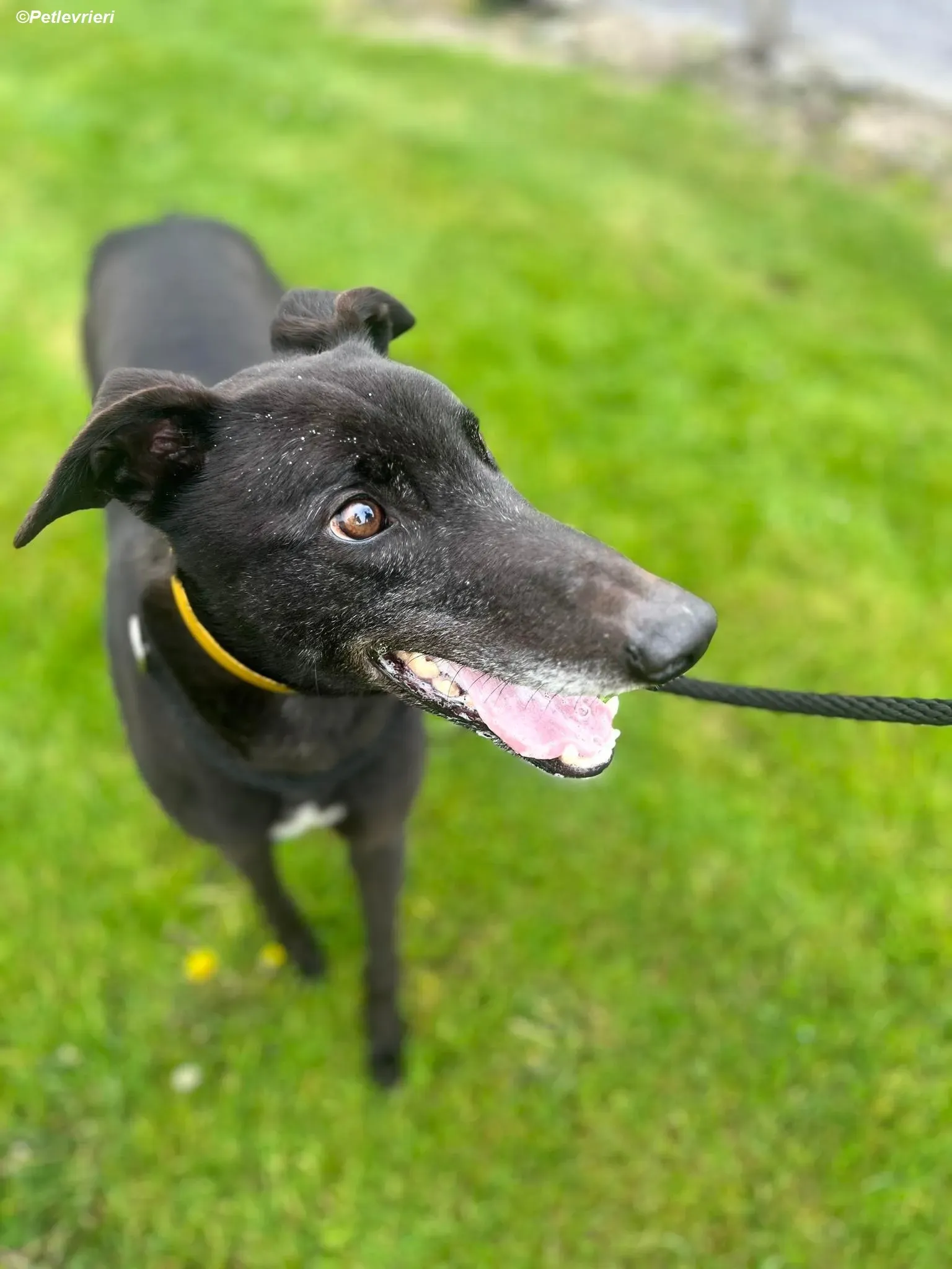 Bobby adozione levrieri greyhound 4 Copia