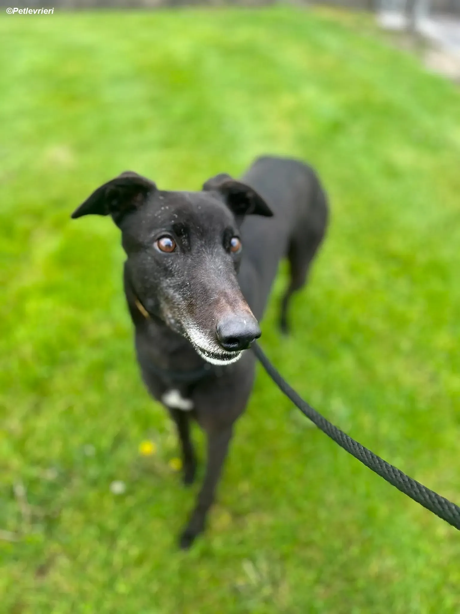 Bobby adozione levrieri greyhound 5 Copia