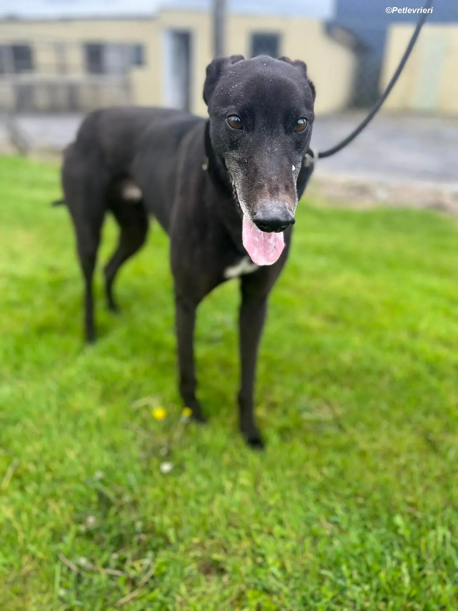 Bobby adozione levrieri greyhound 6 Copia