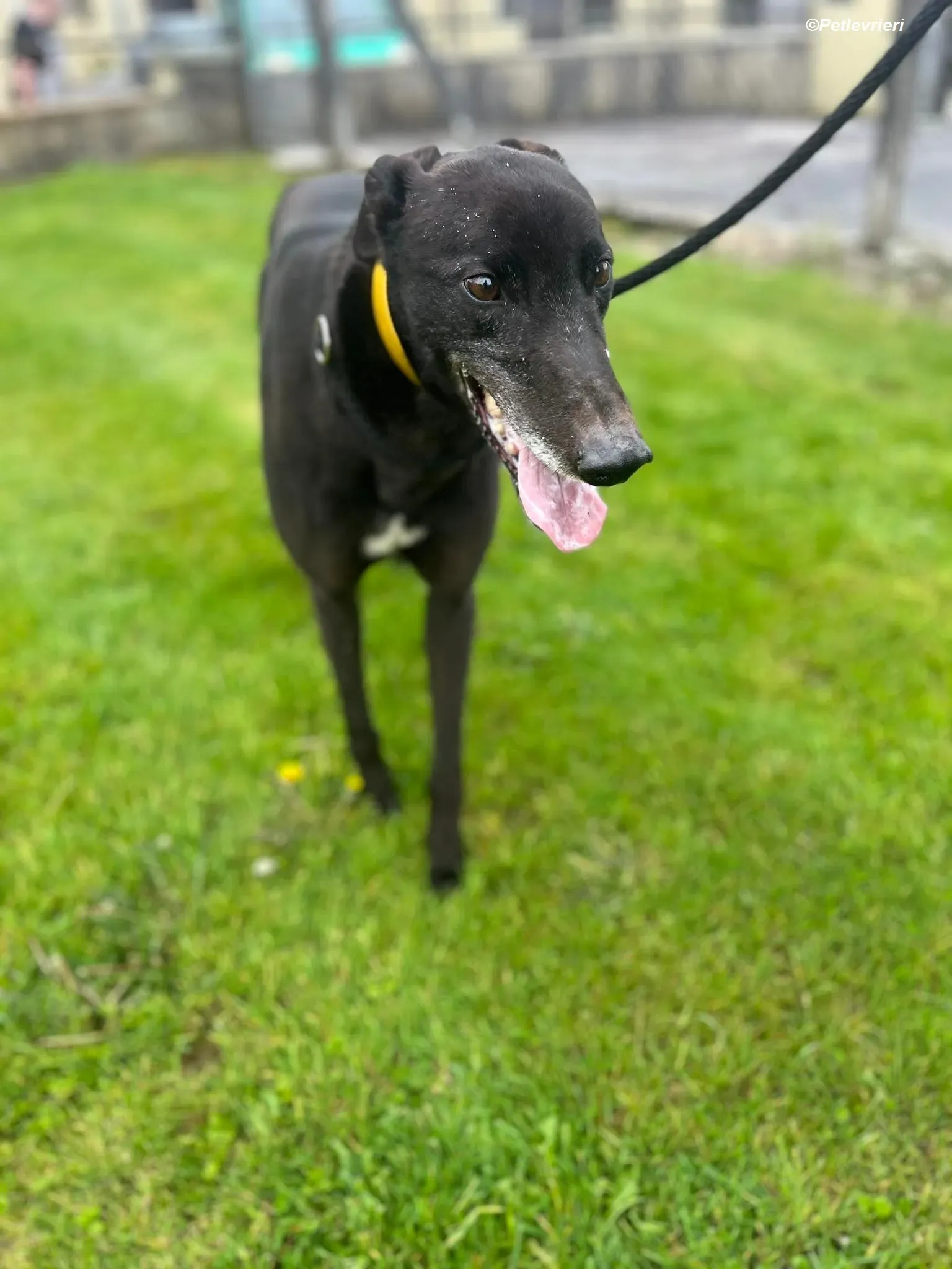 Bobby adozione levrieri greyhound 7 Copia