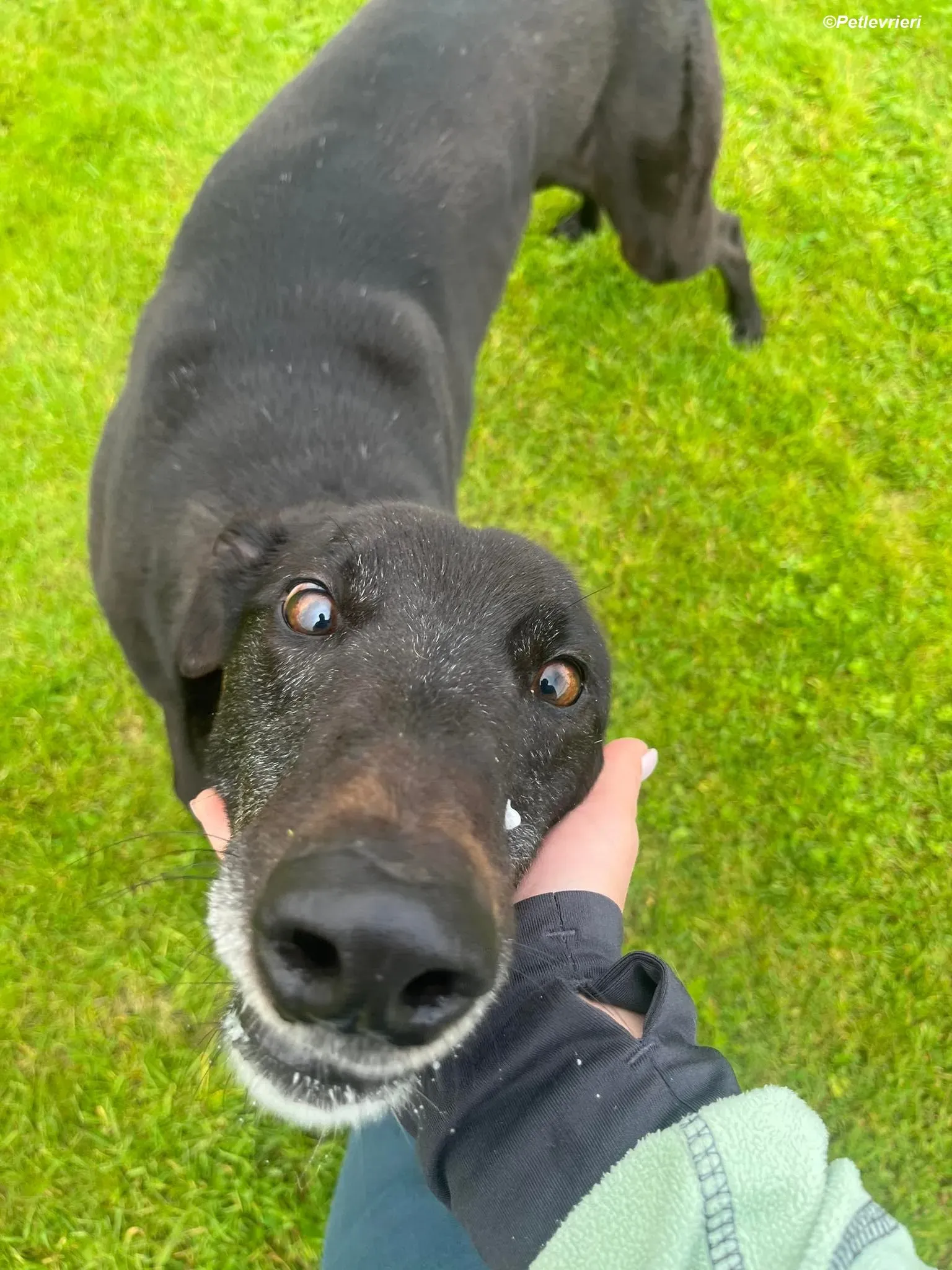 Bobby adozione levrieri greyhound 8