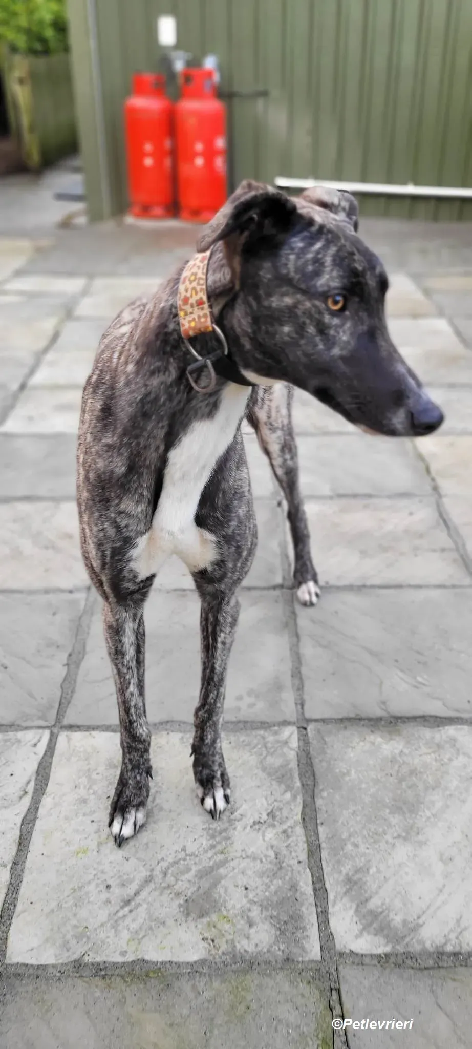 Bocelli adozione levrieri greyhound 1