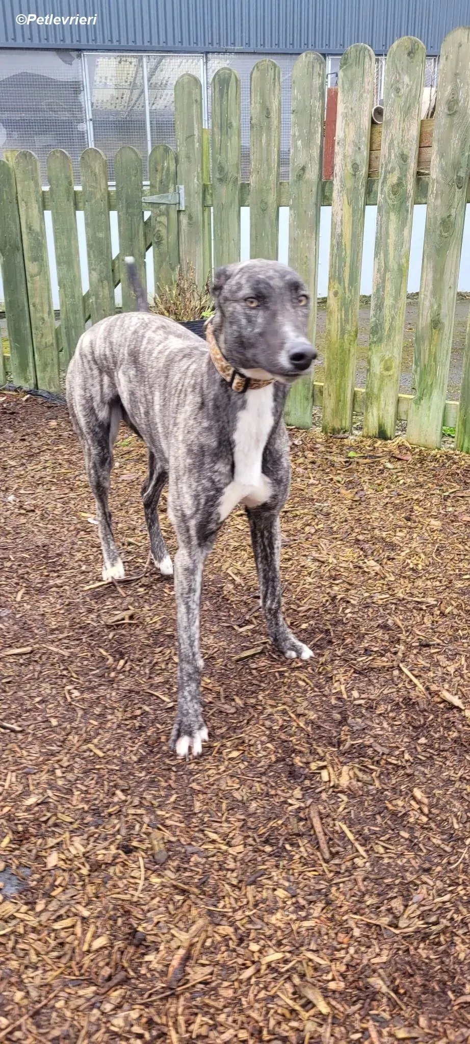 Bocelli adozione levrieri greyhound 10