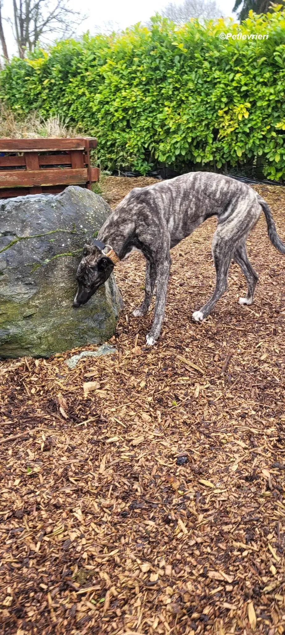 Bocelli adozione levrieri greyhound 11