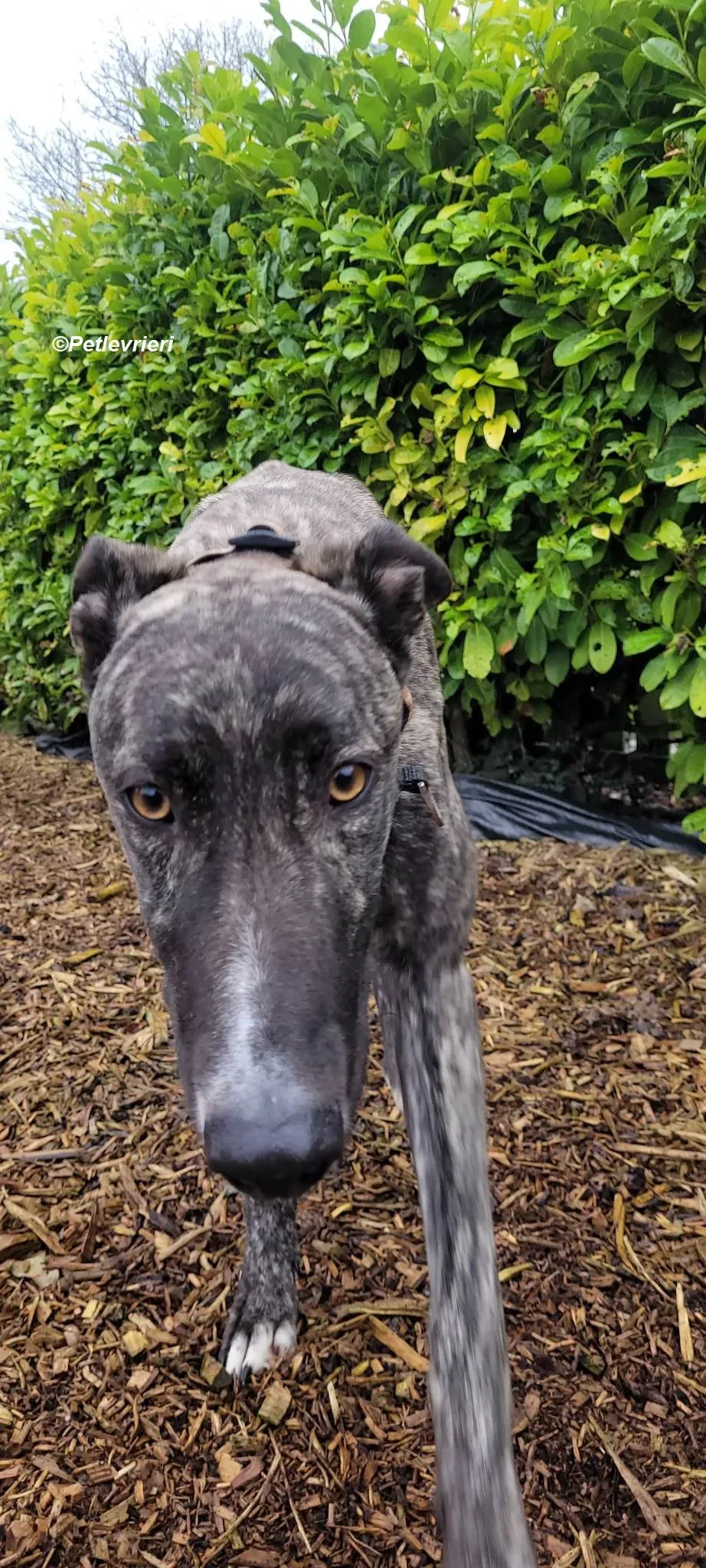 Bocelli adozione levrieri greyhound 12