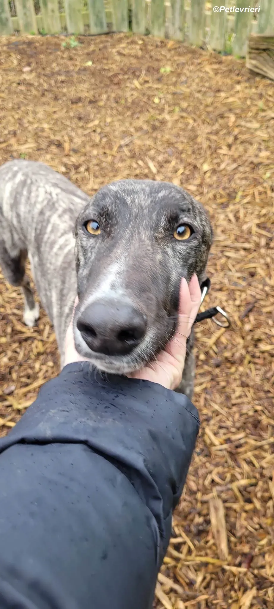 Bocelli adozione levrieri greyhound 13