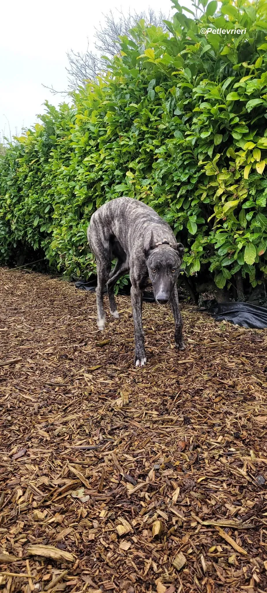 Bocelli adozione levrieri greyhound 14