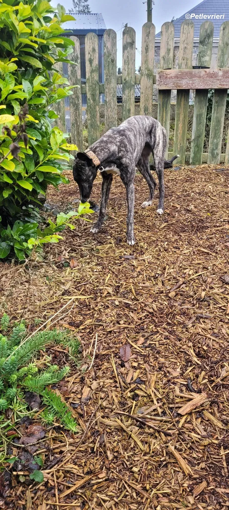 Bocelli adozione levrieri greyhound 15