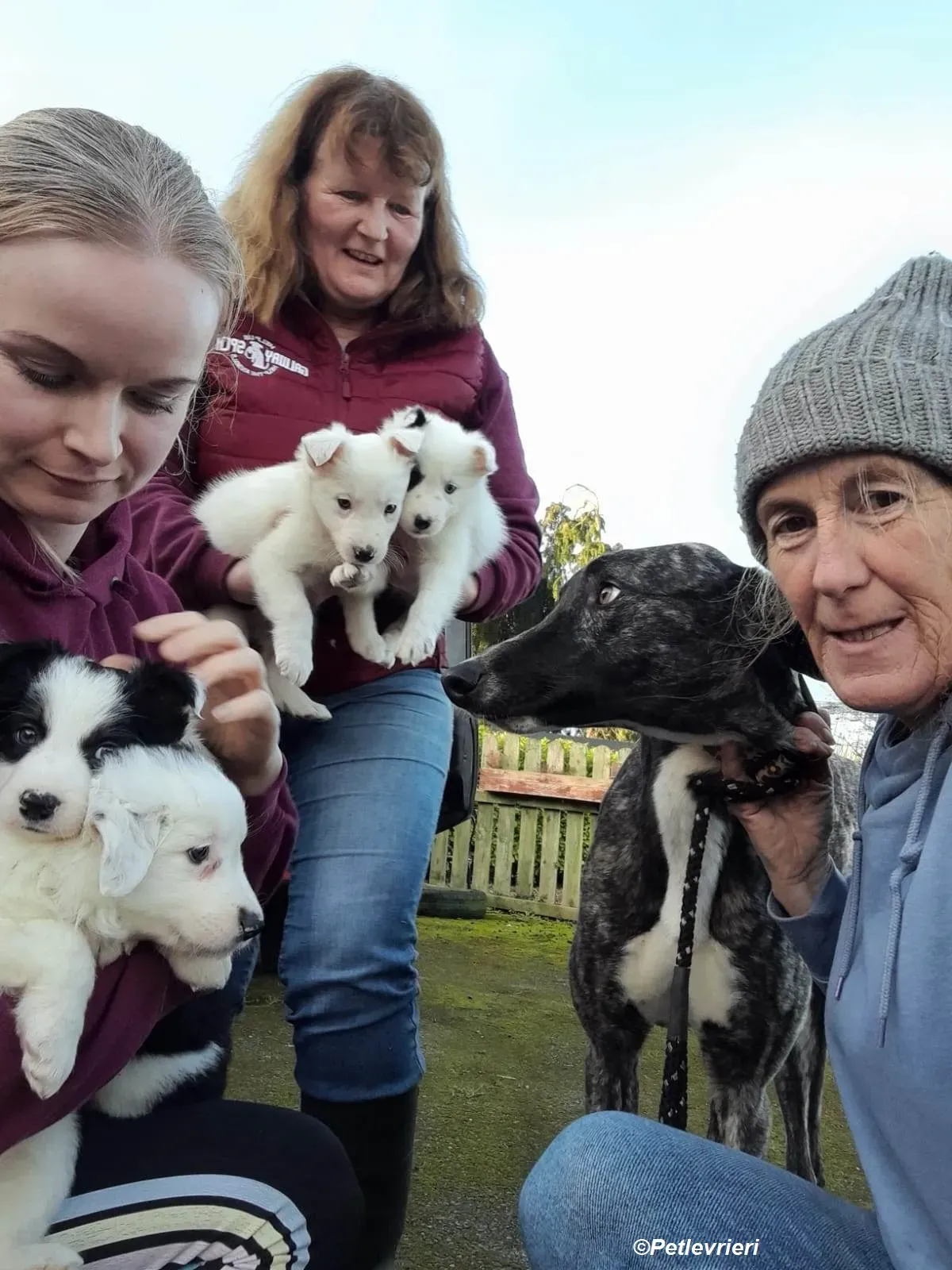 Bocelli adozione levrieri greyhound 16