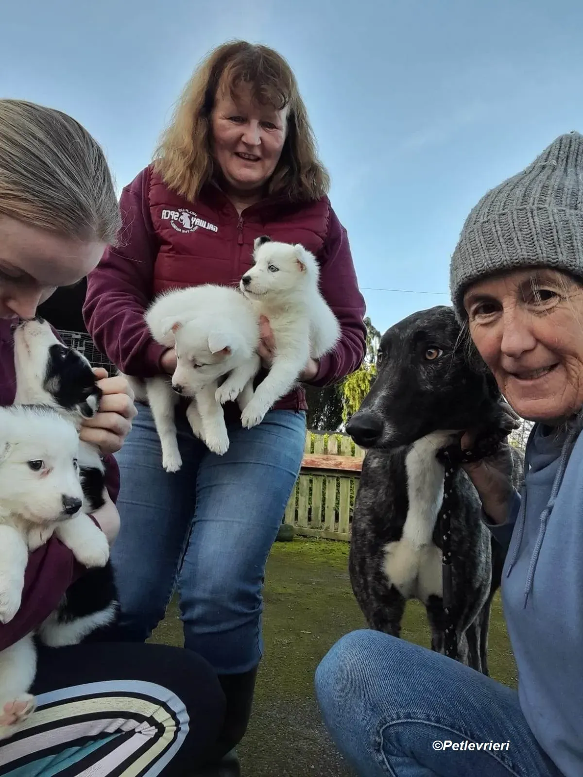 Bocelli adozione levrieri greyhound 17