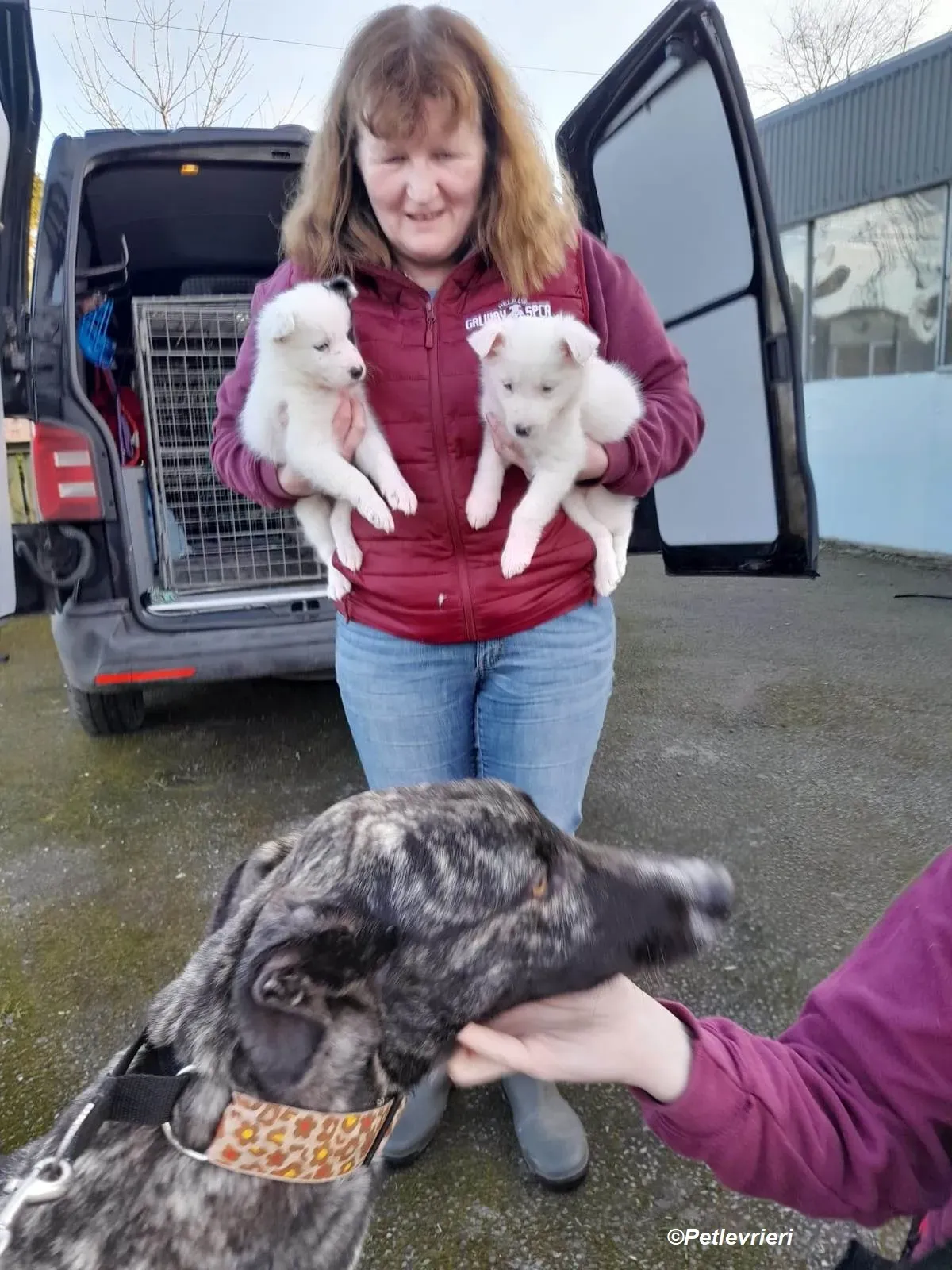 Bocelli adozione levrieri greyhound 18