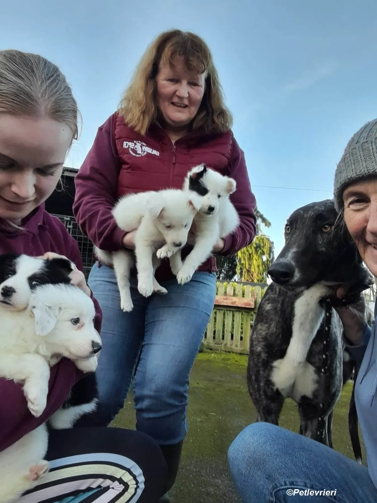 Bocelli adozione levrieri greyhound 19