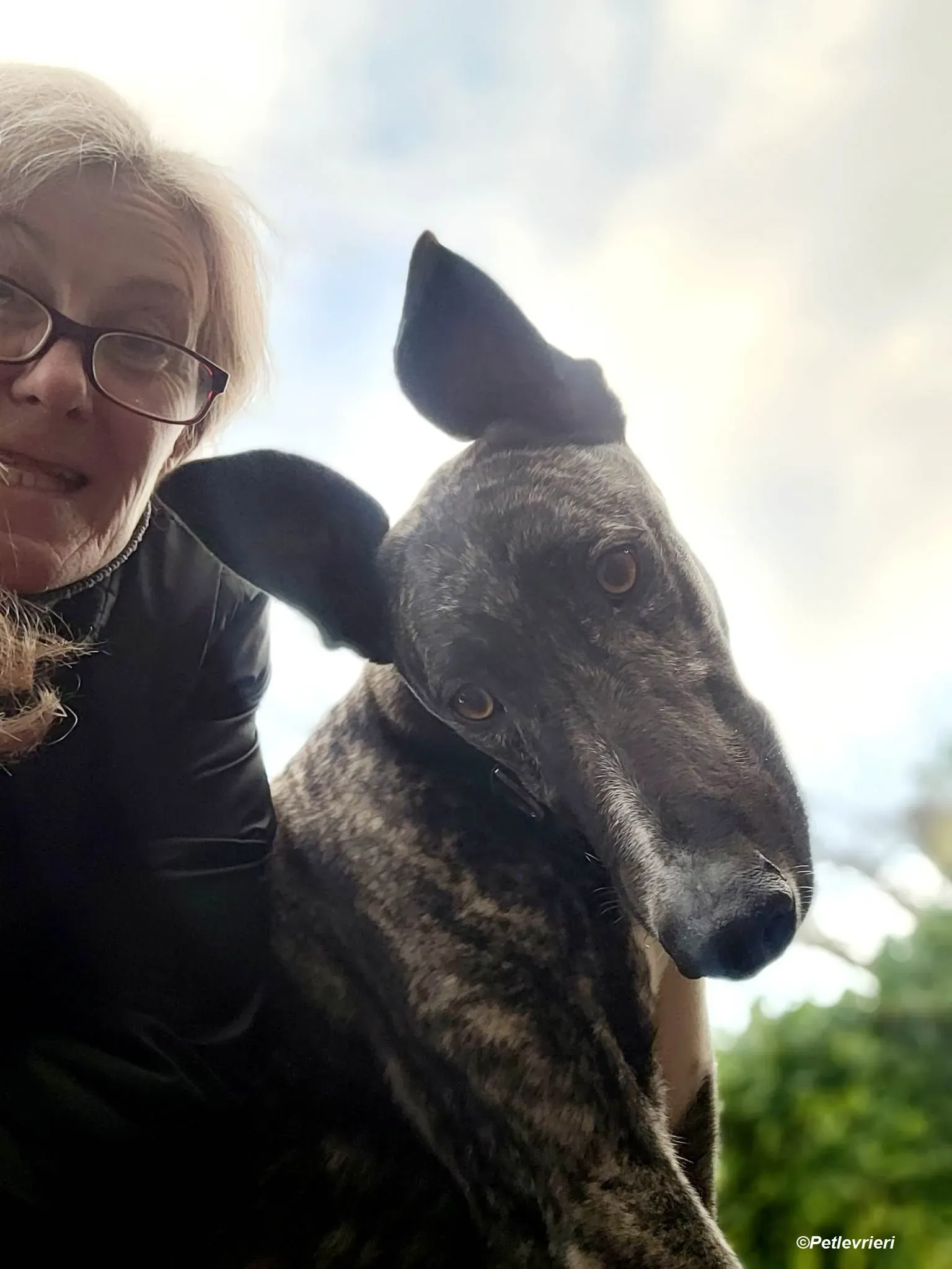 Bocelli adozione levrieri greyhound 2